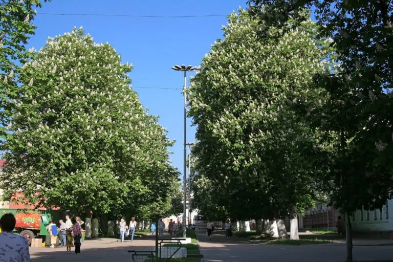 На бульваре Гагарина в Брянске засохли каштаны
