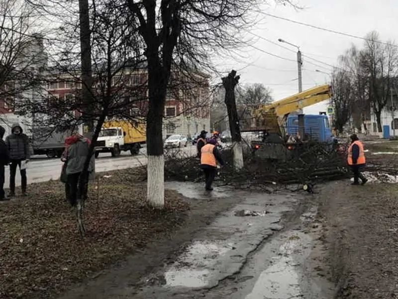 деревья